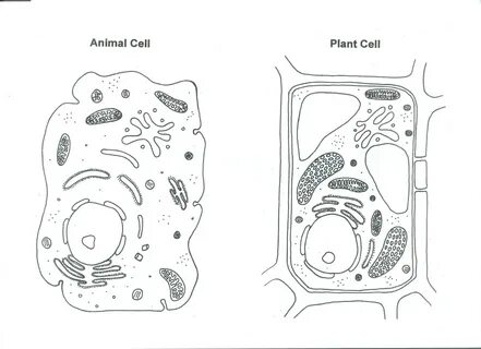 Drawing Of A Plant And Animal Cell - Printable Figure Drawings