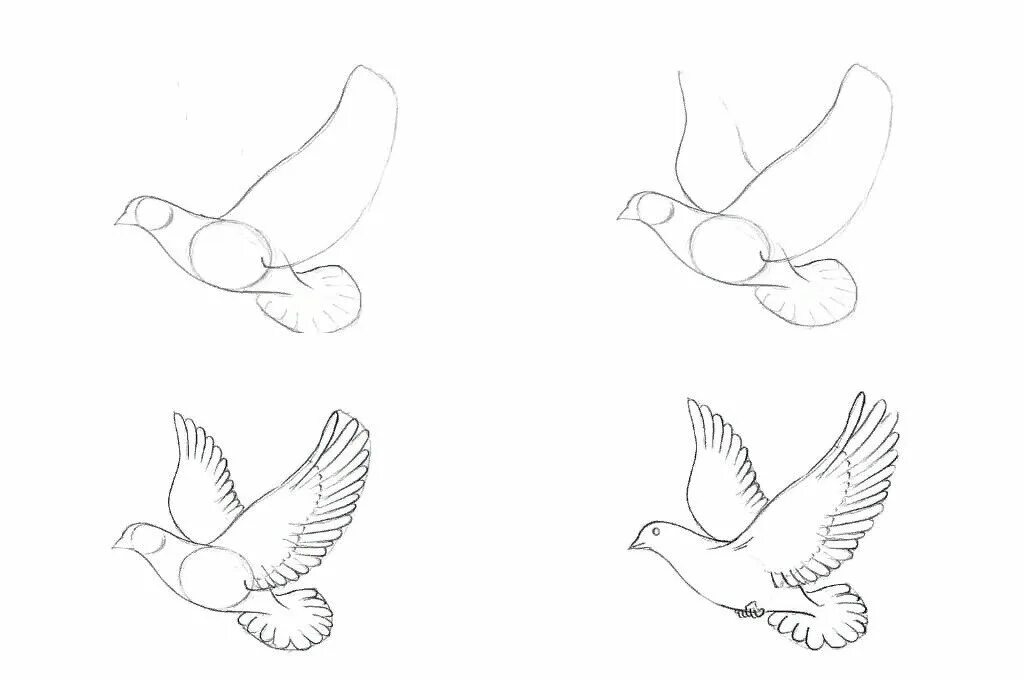 Голубь поэтапное рисование для детей. Птица рисунок. Рисуем голубя поэтапно. Голубь рисунок карандашом. Рисунок птиц карандашом легкие