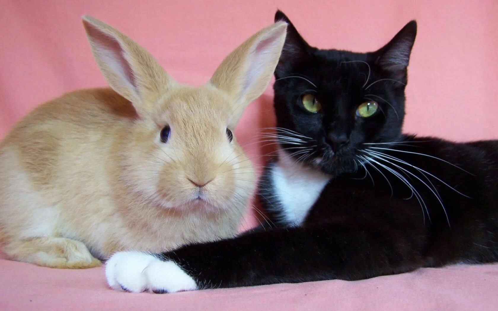 Кот и кролик. Кролик и кошка. Кошка Зайка. Гибрид кота и кролика. 24 год год кролика