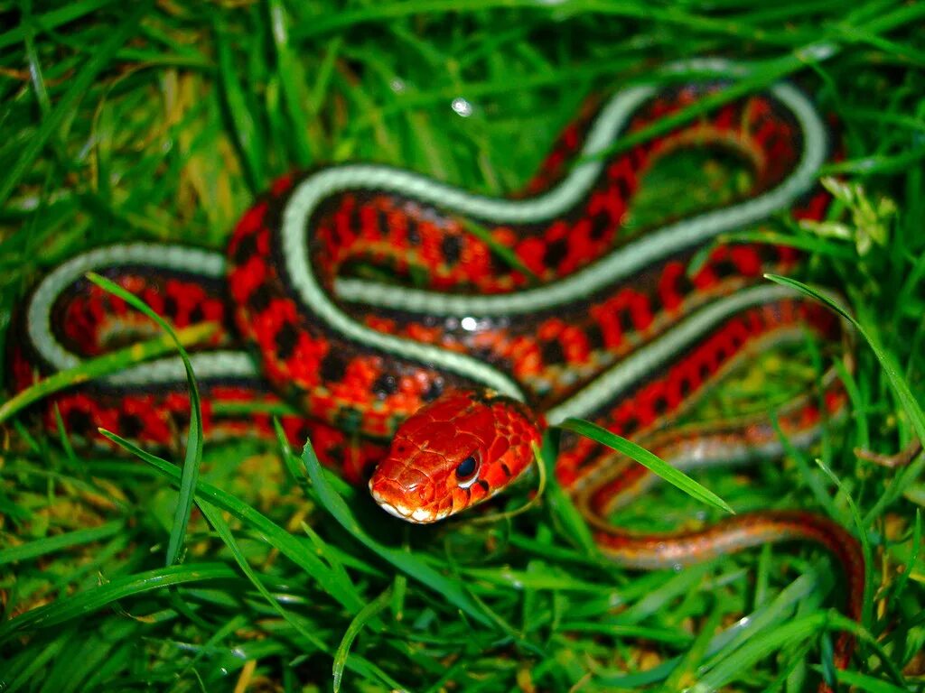 Калифорнийскаяподвязочная змеяъ. Подвязочный полоз. Thamnophis sirtalis. Калифорнийский подвязочный уж.