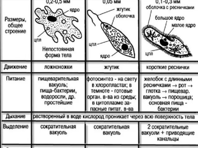 Сходства и различия одноклеточных организмов. Общая характеристика простейших 7 класс таблица. Общая характеристика одноклеточных 7 класс биология таблица. Таблица по биологии про амёбу тип. Таблица одноклеточные животные или простейшие 7 класс биология.