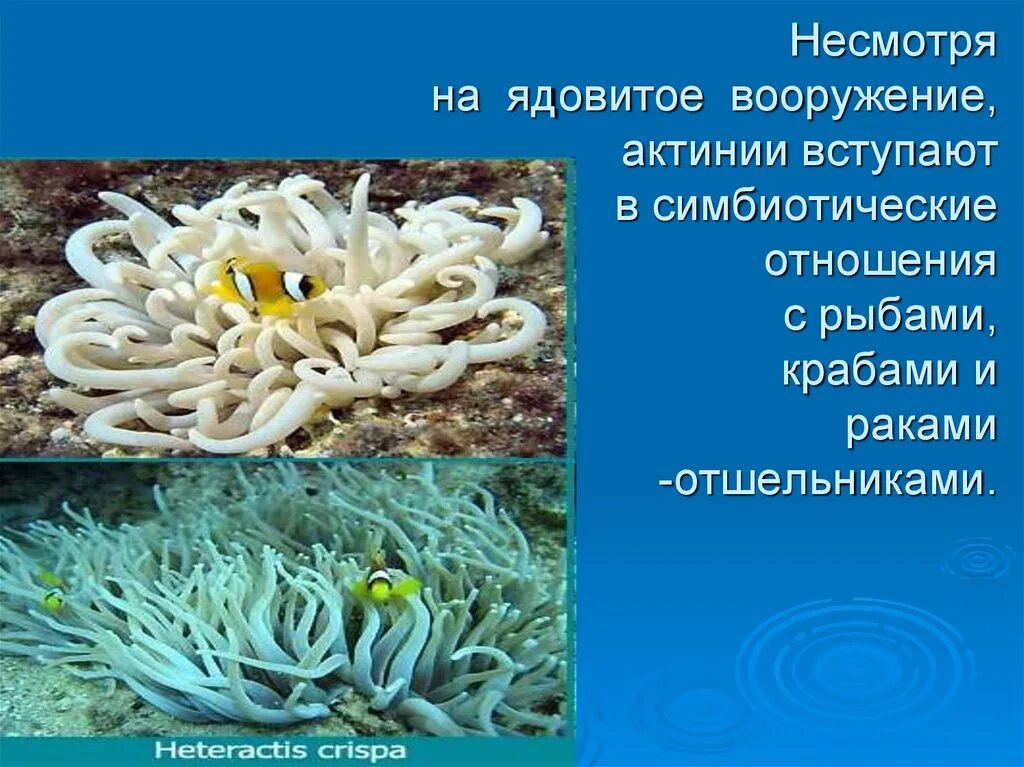 Актинии и рыбы тип взаимоотношений. В симбиотическое отношение всцупа.т. кишечнополостная презентация актинии. актиния кишечнополостные презентация. симбиотические отношения актинии.