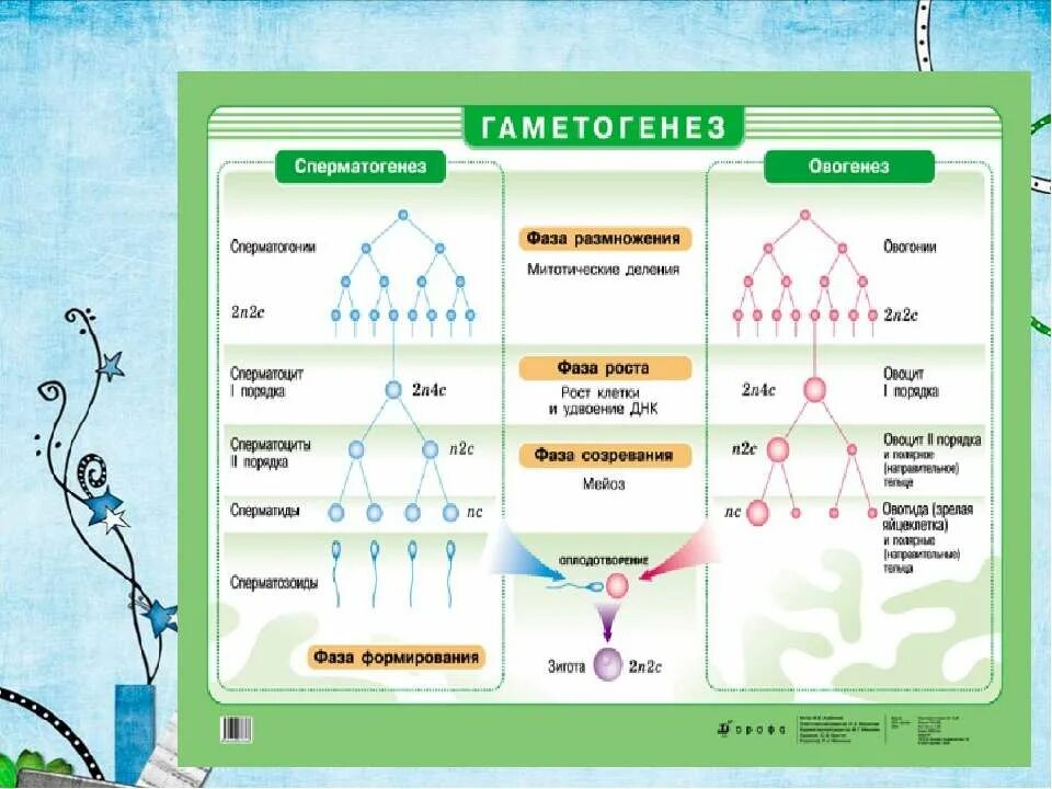 Фазы гаметогенеза кратко. Первое деление мейоза в сперматогенезе. Гаметогенез егэ биология таблица. Овогенез биология 10 класс. Гаметогенез таблица егэ.