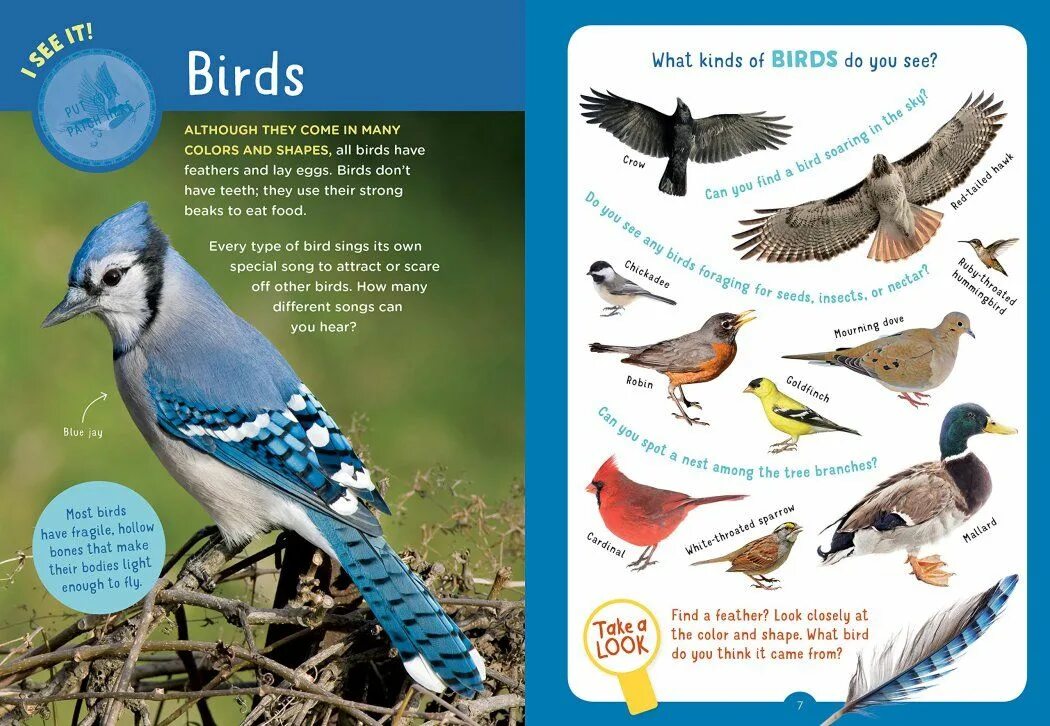 Kind birds. Kinds of Birds. Птицы Дискавери книга. Seed Types for Birds. Птицы из Киндер сюрпризов под названием остров птиц.
