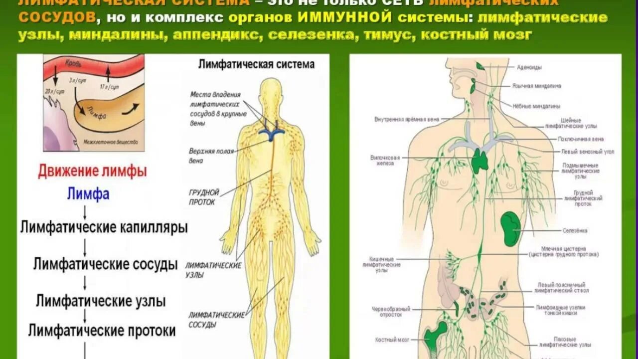 Как улучшить лимфу в организме