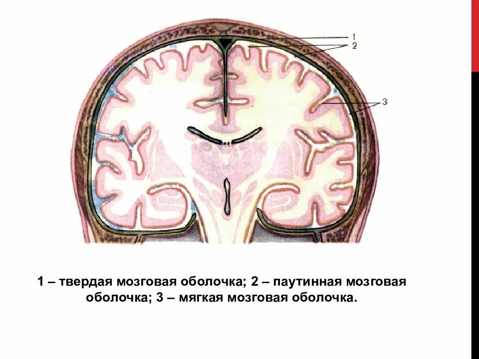 Арахноидальная оболочка головного мозга. Паутинная и мягкая мозговые оболочки. Паутинная оболочка головного мозга. Строение оболочек головного мозга мягкая паутинная твердая. Длинные отростки головного мозга