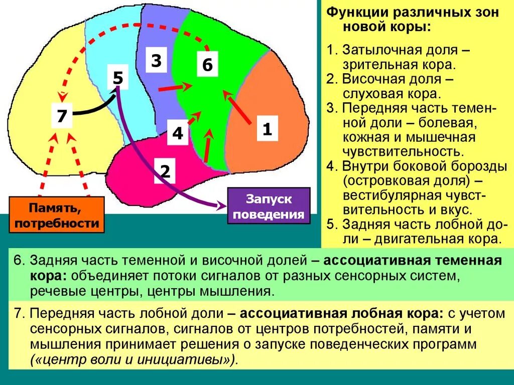 Функции в различных областях. Локализация функций в коре полушарий мозга. Функции зоны коры лобной доли. Локализация функций в долях головного мозга.