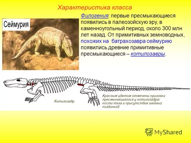 Появление первых пресмыкающихся Эра. Первые пресмыкающиеся появились. Появление пресмыкающихся эра