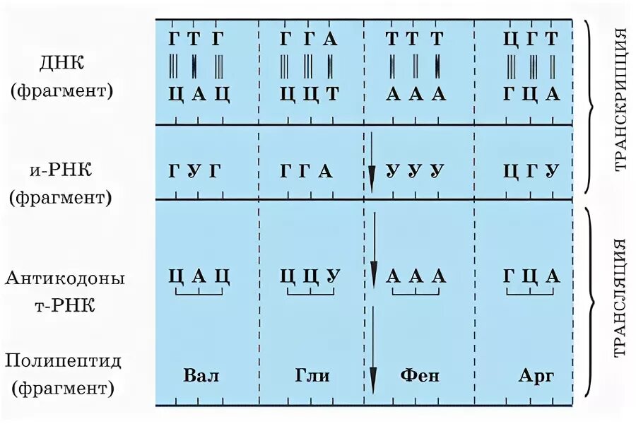 Из днк в ирнк таблица. Реализация наследственной информации таблица. Таблица реализация наследственной информации в процессе. Реализация наследственной информации в процессе биосинтеза. Реализация наследственной информации Биосинтез белка.