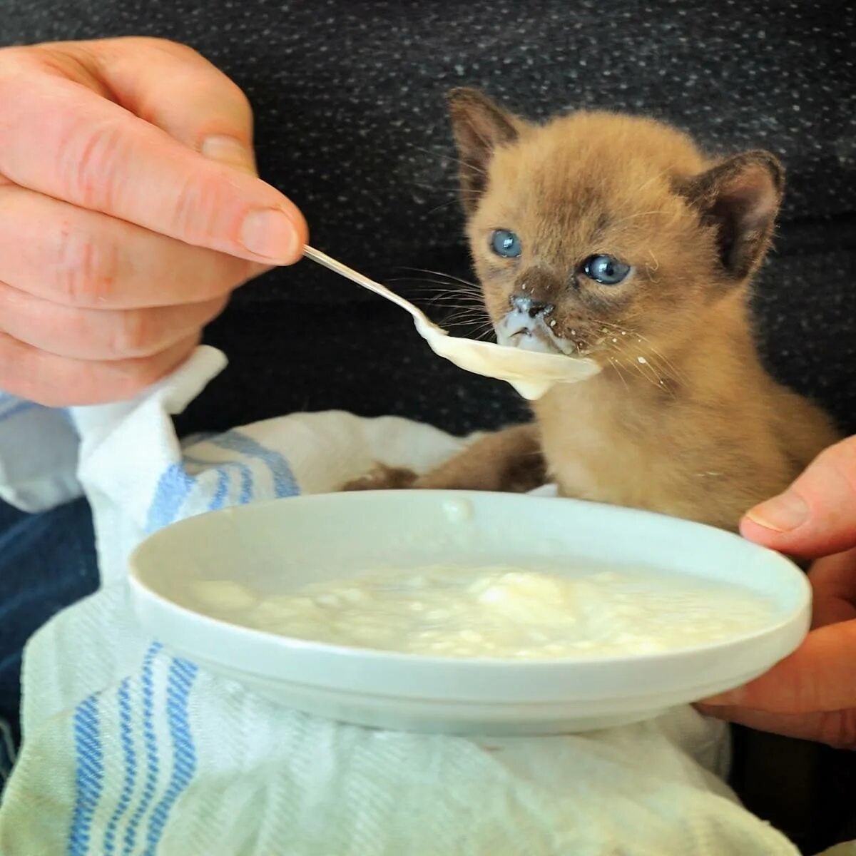 Чем можно кормить домашнюю кошку. Котенок кушает. Кормление котят. Еда для котят. Котенок испачкался в еде.
