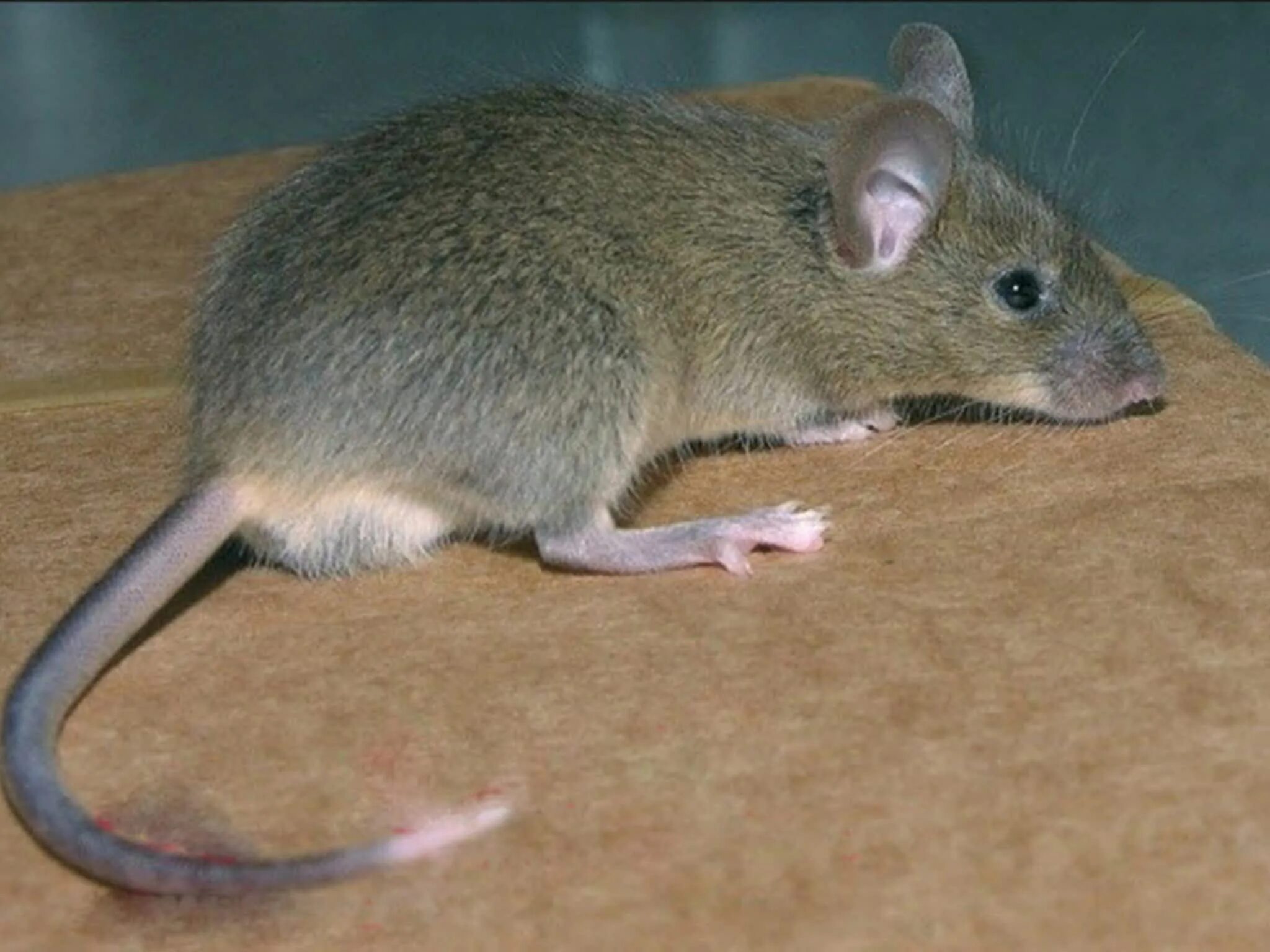 Mus musculus домовая мышь. Мышь домовая (mus musculus l.. Мышь домовая серая. Акомис иглистая мышь. Мышь коре