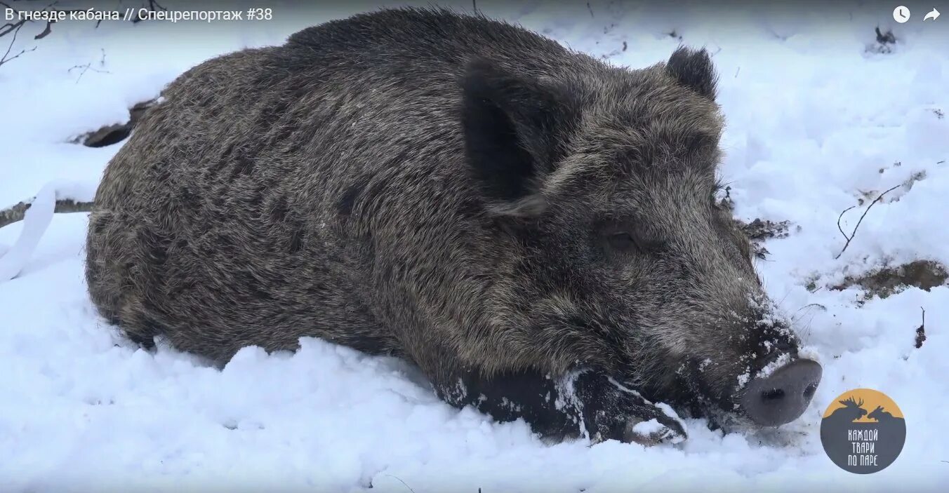 Кабан в тундре. Гнездо кабана. Кабаны в Ленинградской области. Кабан зимой. Гнездо Кабанов.