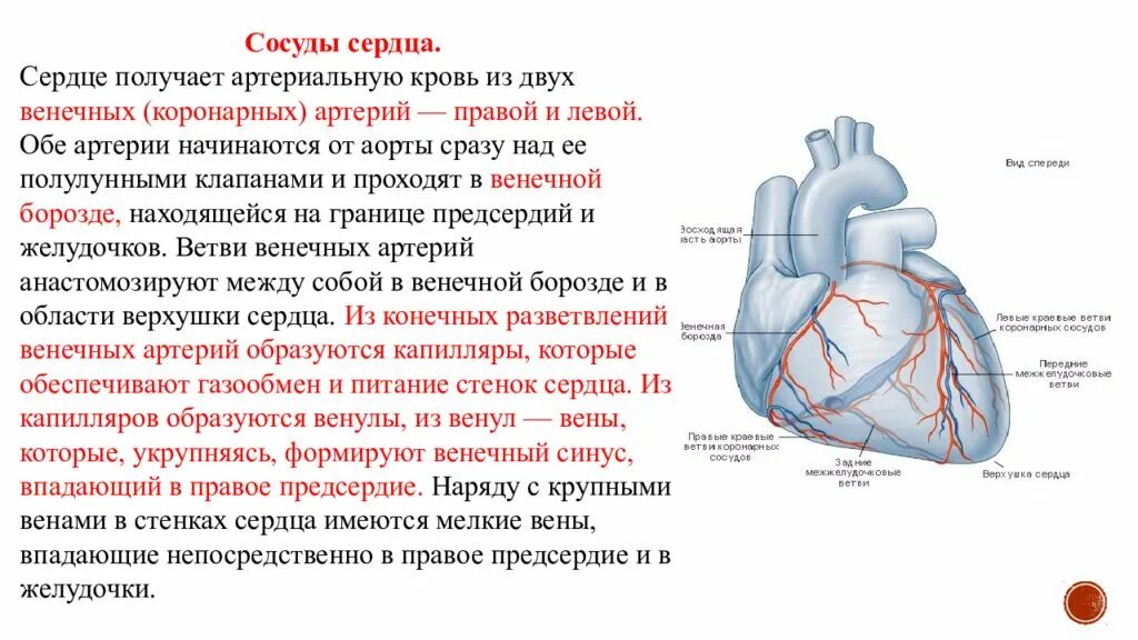 Схема коронарного кровообращения сердца. Кровоснабжение сердца топографическая анатомия. Венечный круг кровообращения сосуды сердца. Коронарные сосуды сердца краткие сведения таблица. Сердечные артерии и вены