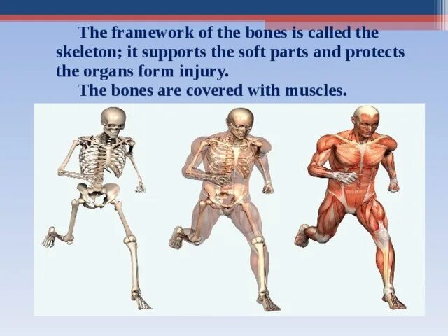 The skeleton is composed of bones. The skeleton is composed of bones упражнения. the skeleton is covered by продолжите предложение. call and bones. of bones to organs gif.