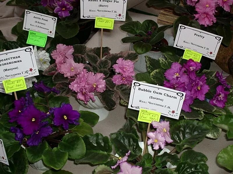 фиалка сеянец. сколько стоит фиалка в магазине. фиалка сколько. фиалка тренди микс. фиалка сколько.