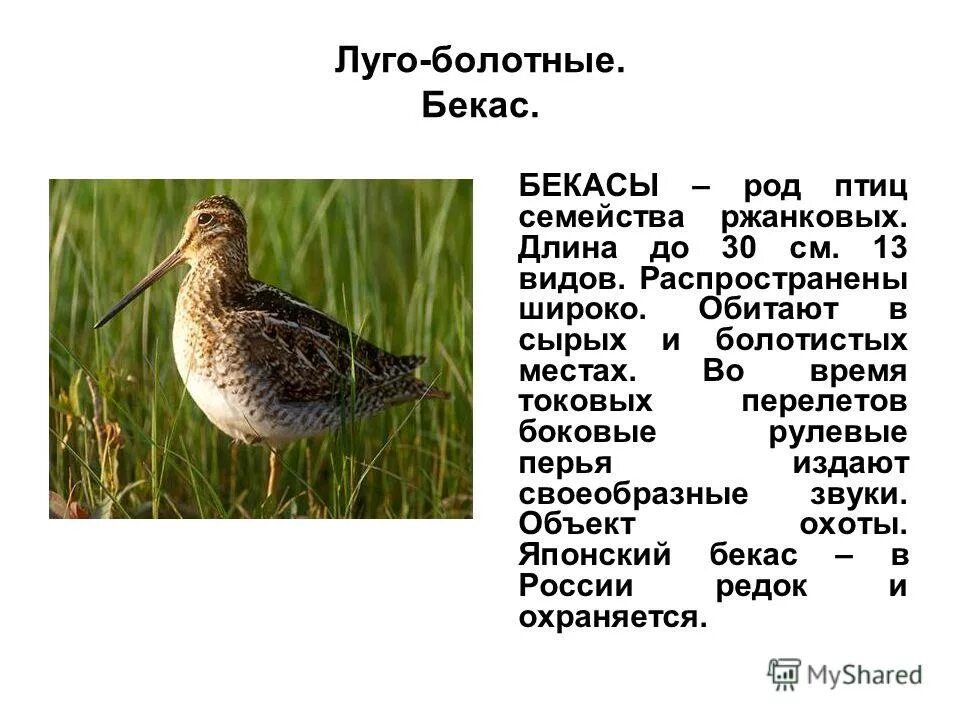 Птица бекас фото и описание где обитает 