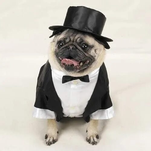 Собака в смокинге мем Funny and Elegant Dog Dressed as a Man Menswear dog, Stylish dogs, Dog dresses