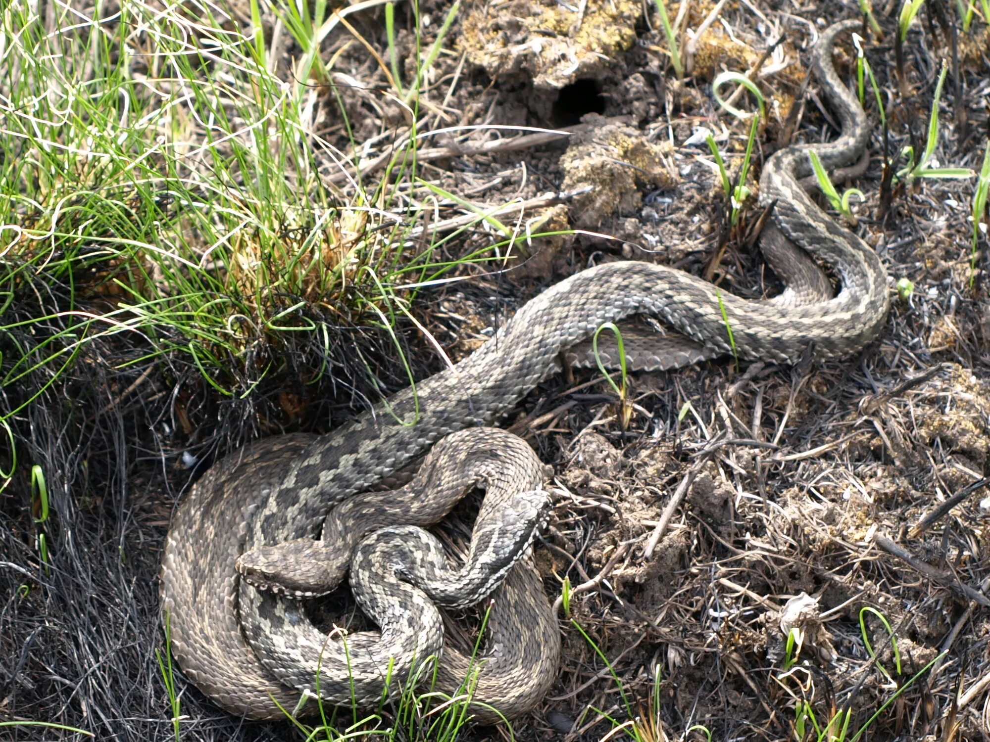 Степная гадюка. Степная гадюка (Vipera Renardi). Гадюка Степная Крымская. Восточная Степная гадюка (Vipera (Pelias) Renardi).