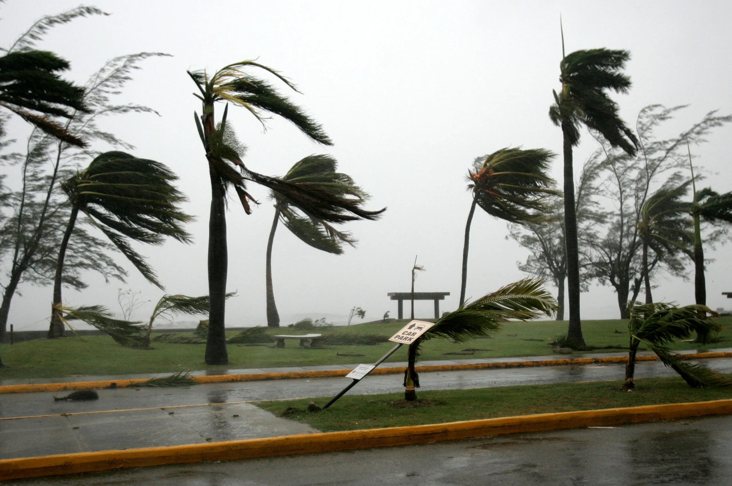 К чему снится ветер сильный на улице. Ураган пальмы. Сильный ветер пальмы. Ураган ветер. Сильный ветер ураган.