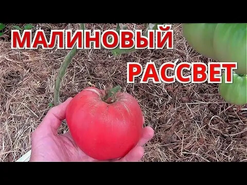Помидоры малиновый рассвет. Малиновый рассвет томат описание. Томат малиновый рассвет характеристика. Семена томат малиновый рассвет. Помидоры малиновый рассвет описание сорта.