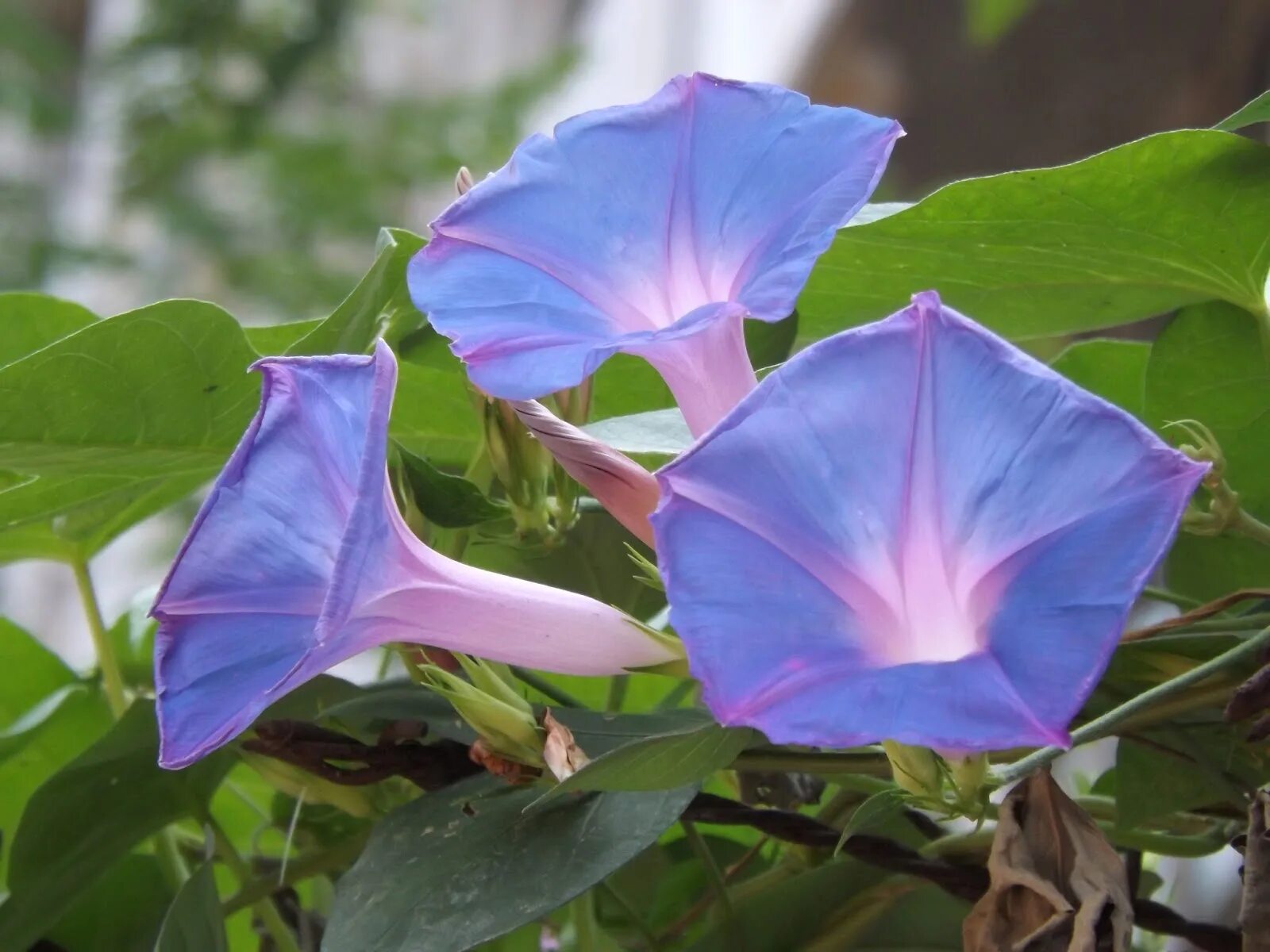 Ипомея киозаки. Ипомея краснолистная. Ипомея фарбитис мистерия. Ипомея пикоти синяя. Ипомея плющевидная (ipomoea hederacea).