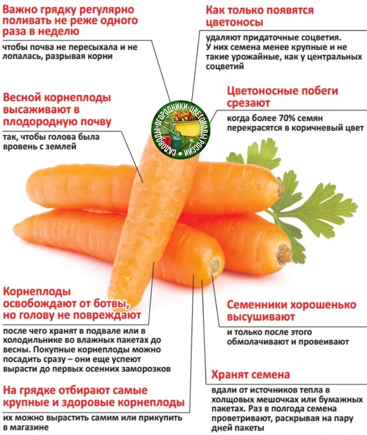 Сколько потребуется морковок. Схема удобрения моркови. Сорта моркови таблица. Таблица подкормки моркови. Полезность моркови.