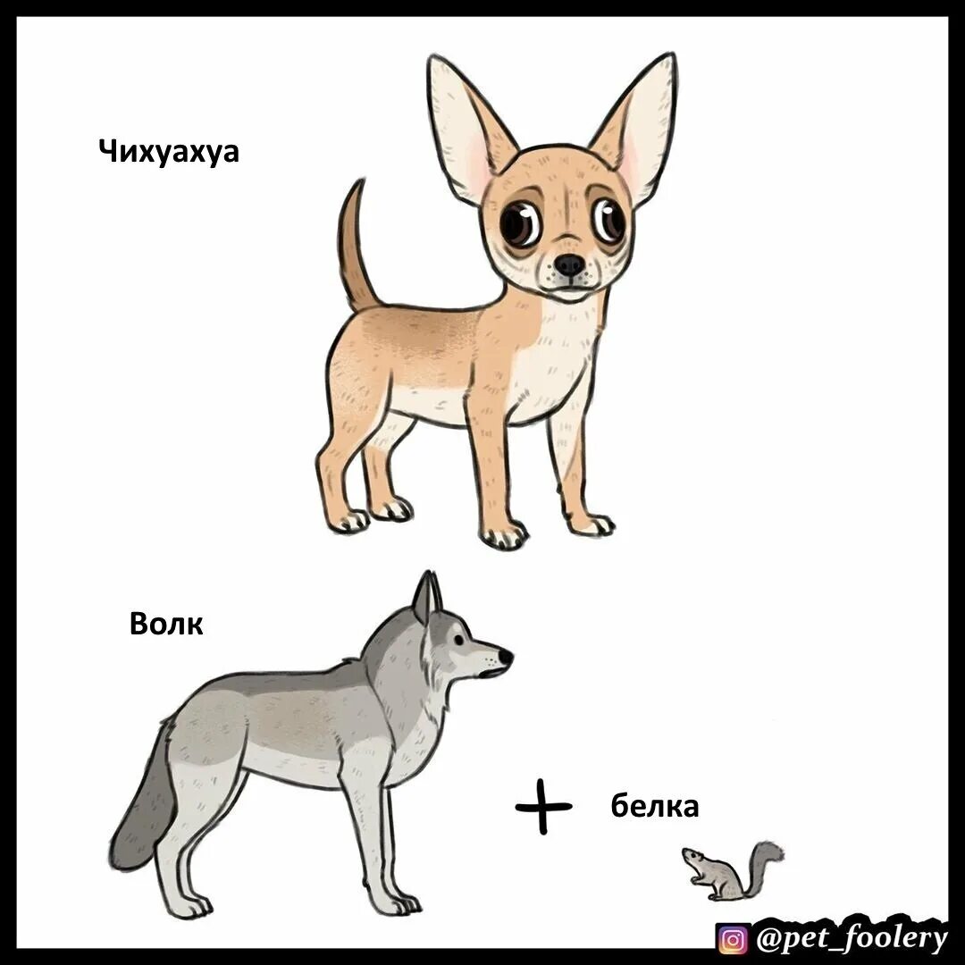 Эволюция собак мемов. Собаки раньше и сейчас. Собаки раньше и сейчас мем. Гибрид волка и чихуахуа. Эволюция собак мемов.