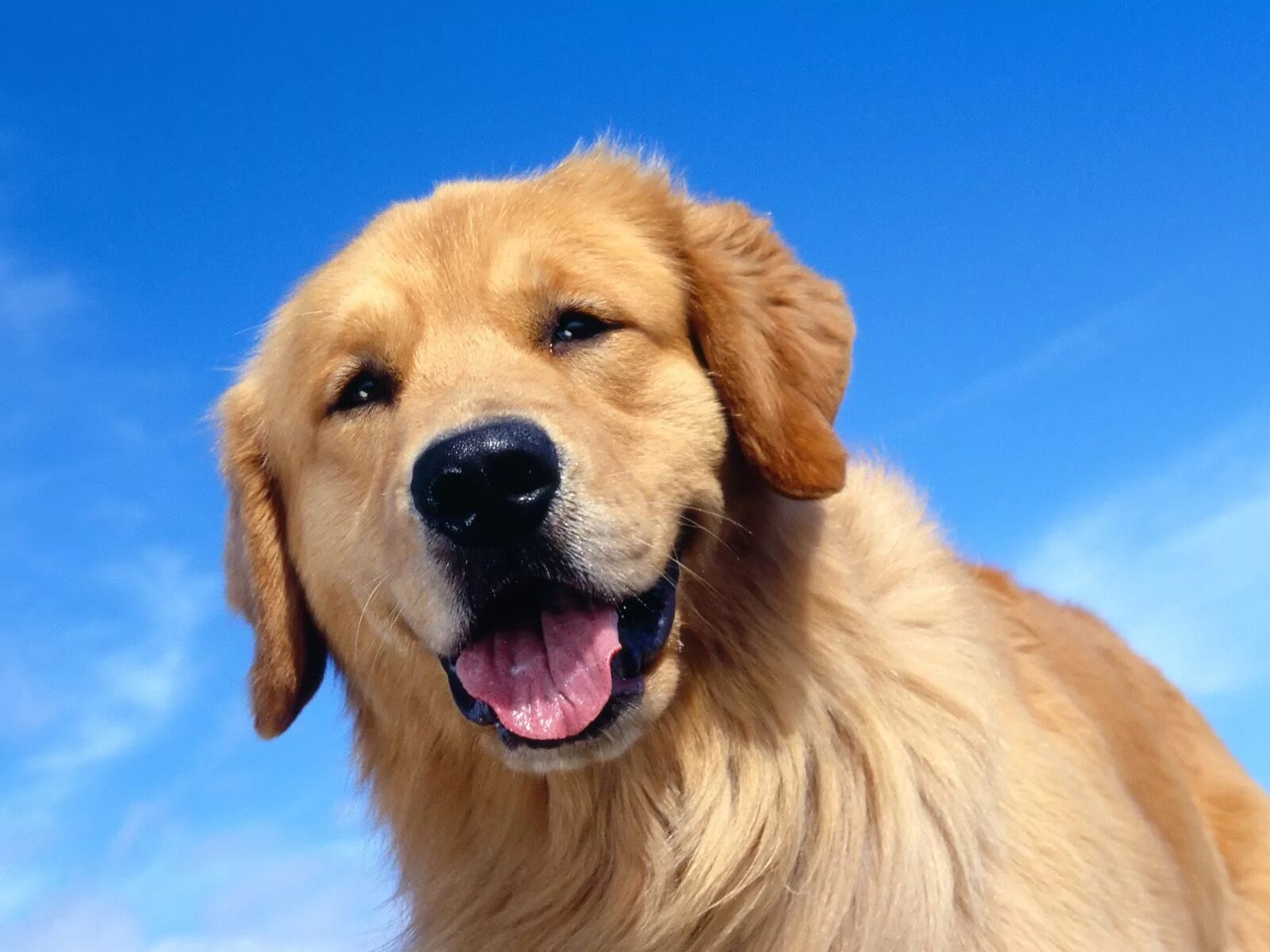 Dog640. Собака с грустными глазами. Собачка лабрадор. Лабрадор голден ретривер. Породы средних собак.