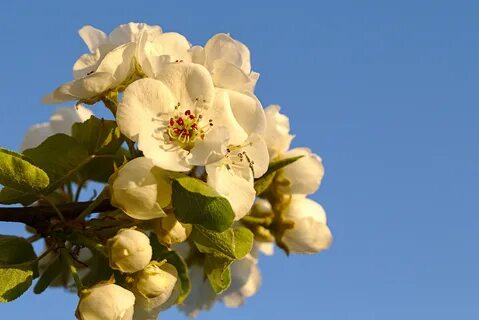 Любовь расцветающая цветками груши 50