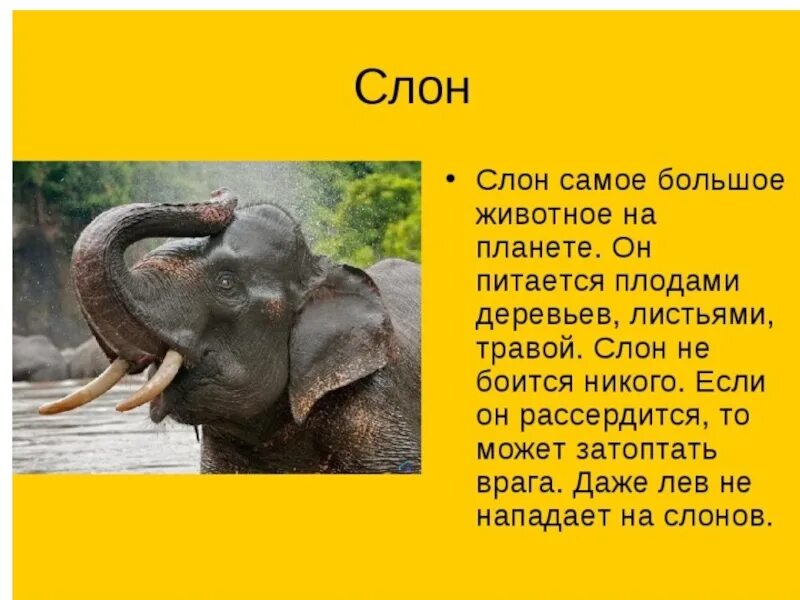 Подробнее о животном мире жарких районов
