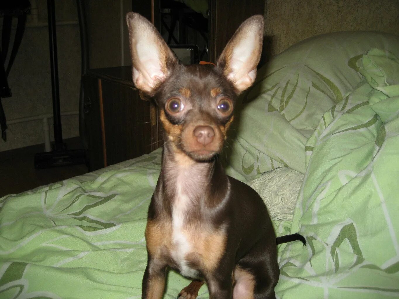 Цверг пинчер. Цвингер пинчер и доберман. Карликовый той пинчер. Доберман пинчер. Карликовый йорк терьер.