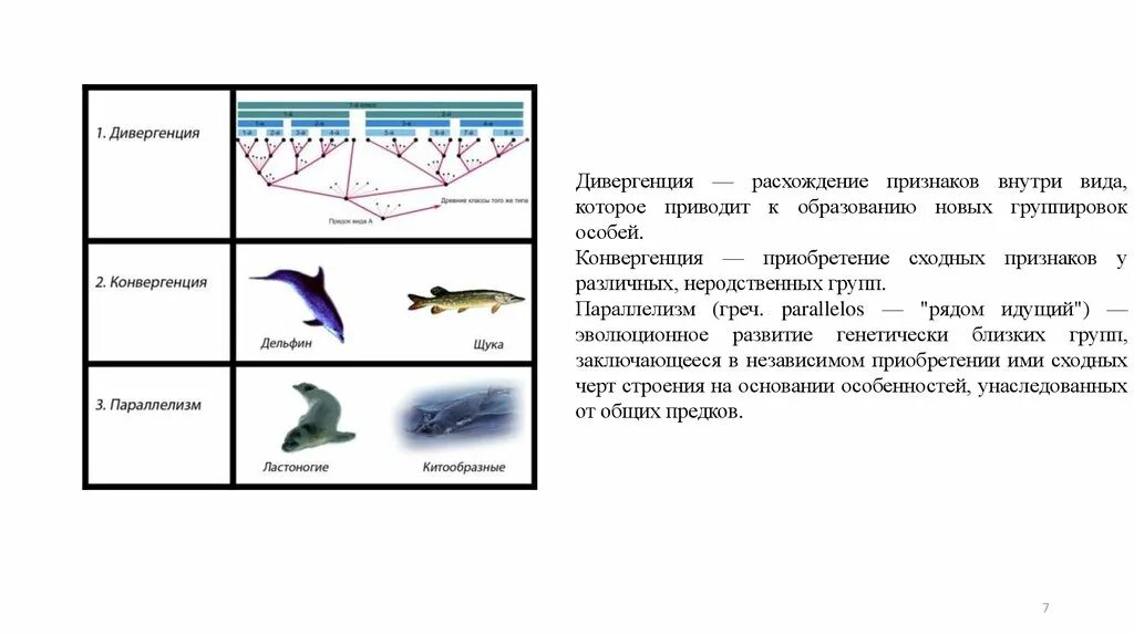 Дивергенция и конвергенция в трейдинге на Форекс ForumForex Дзен