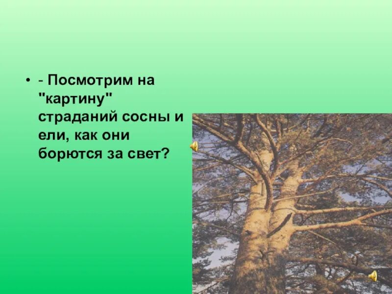 Кладовая солнца деревья. Ель и сосна кладовая солнца. Легенда о сосне и ели. Цитаты о сосне и ели. Эпизод о ели и сосне.