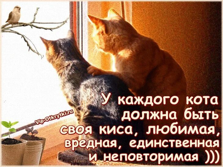 Любимый котик. Люблю тебя котик. Обожаю своего котика. Любимому котику. Муж кису