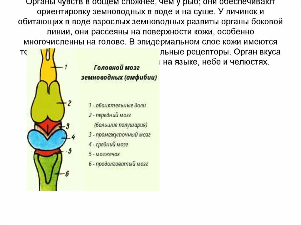 Развитие мозжечка у земноводных. Схема отдела головного мозга у земноводных. Отделы головного мозга змноводный. Отделы головеогомозга у земноводных. Отделы головного мозга амфибии схема.