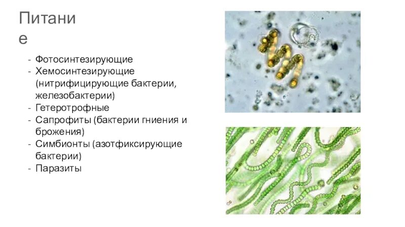 К хемосинтезирующим бактериям относят. Хемосинтезирующие бактерии прокариоты. Цианобактерии железобактерии серобактерии. Азотфиксирующие цианобактерии. Фотосинтезирующие бактерии.