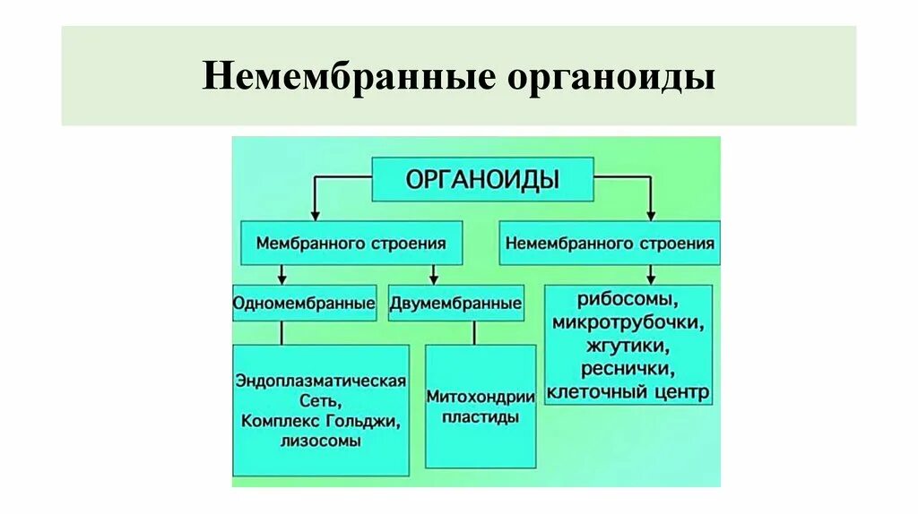 Мембранные и немембранные органоиды. Строение и функции немембранных органоидов таблица. Мембранные и немембранные органоиды строение и функции. Строение и функции немембранных органоидов клетки таблица. Строение клеток мембранные органоиды