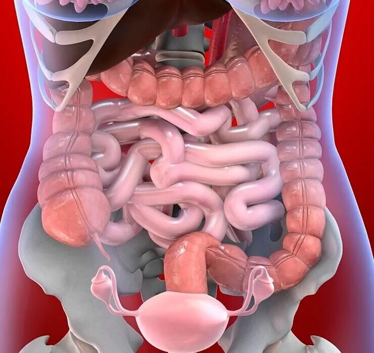 ЖКТ желудочно-кишечный тракт. Расположение кишечника. Анатомия кишечника человека. Кишка с правой стороны