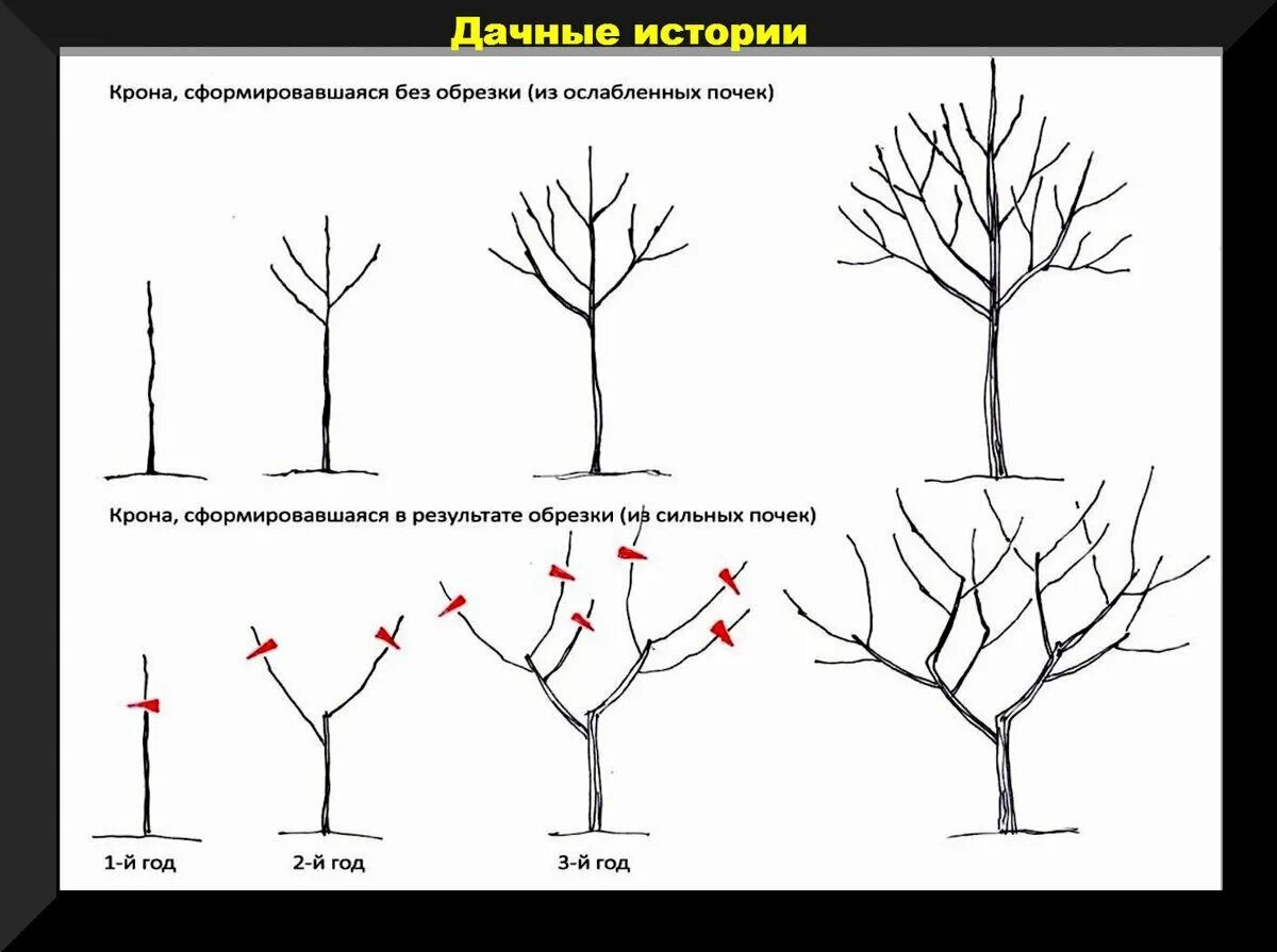 Как обрезать дерево груши. Схема обрезки яблони весной. Схема обрезки плодовых деревьев осенью. Обрезка яблони весной схема. Правильно обрезать яблоню осенью схема подрезки.