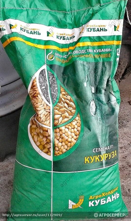ладожские семена кукурузы. ладожские семена 181. ладожские кукурузные семена. ладожские гибриды кукурузы. гибридные семена.