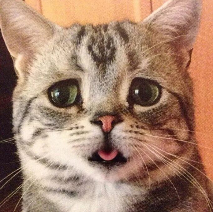 котенок плачет. котик со слезами. плачущий кот. заплаканный кот. плачущий.