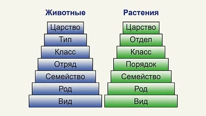 Тип вид отряд. Царство тип класс отряд семейство род. царство тип отдел класс порядок семейство род вид. биология царство тип класс отряд семейство род вид. последовательность род вид царство.