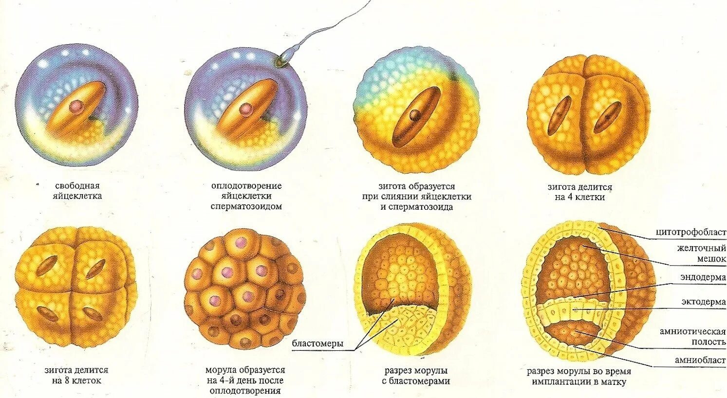 Оплодотворение морула. Стадии развития оплодотворенной яйцеклетки. Зигота эмбрион. Схема развития зиготы. Первая стадия зародышевого развития в результате которой