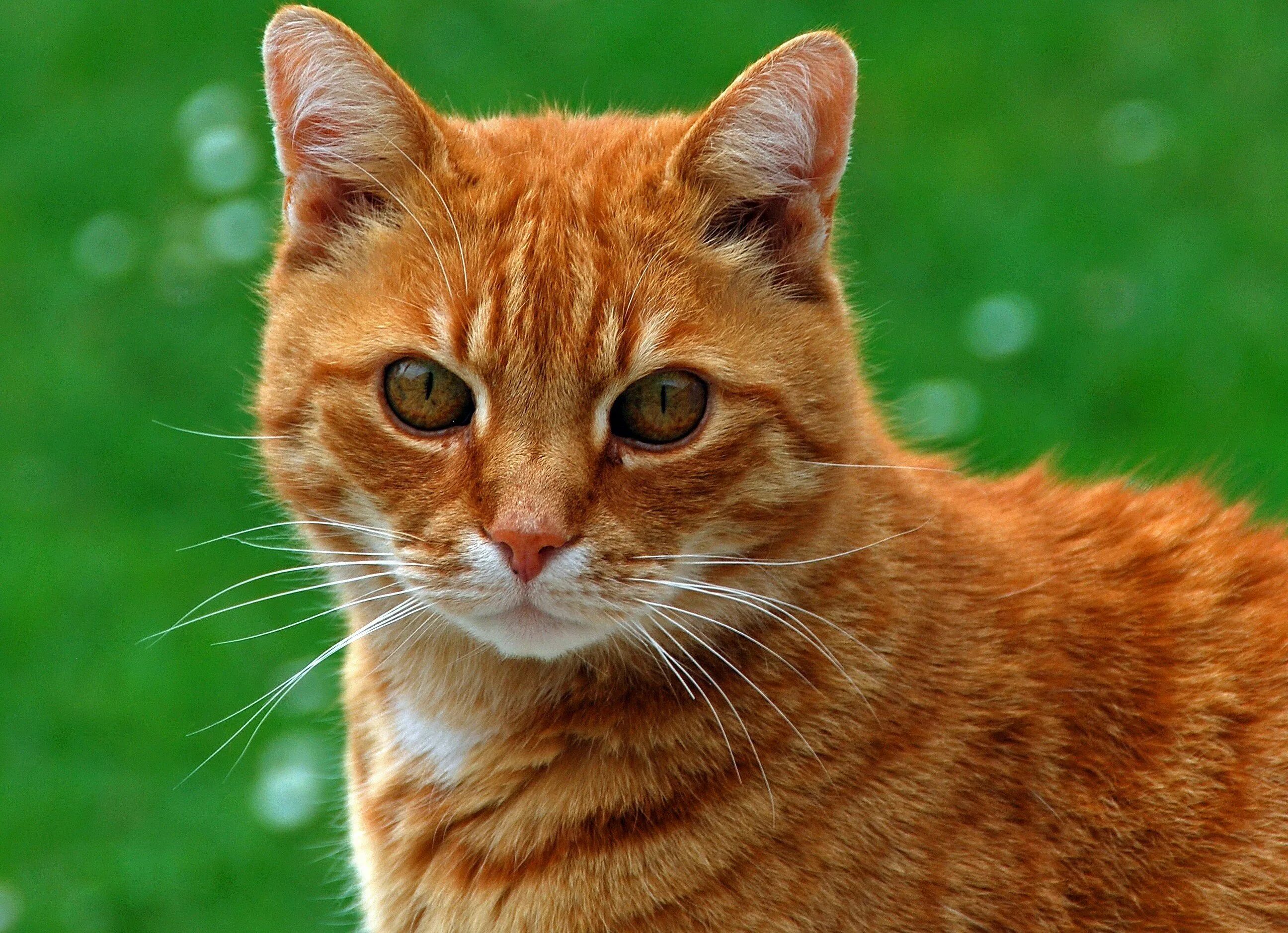 Покажите видео рыжий. Европейская короткошерстная табби рыжий. Сибирская кошка рыжая короткошерстная. Сибирский гладкошерстный рыжий кот. Европейская гладкошерстная кошка рыжая.