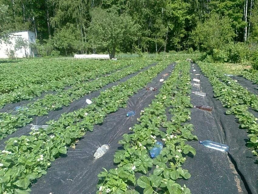 Мульчирование почвы спанбондом