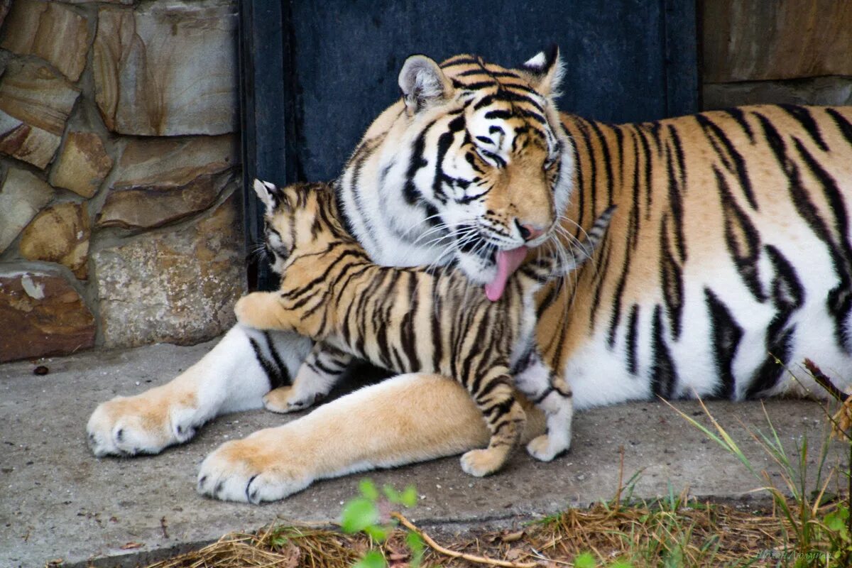 инстинкты животных. мама тигр. тигр тигрица и тигренок. красивый тигр. тигрица с тигрятами.