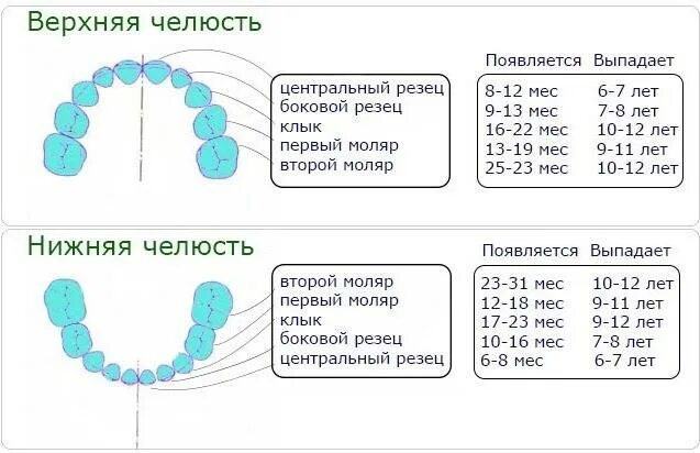 Выпадают ли клыки