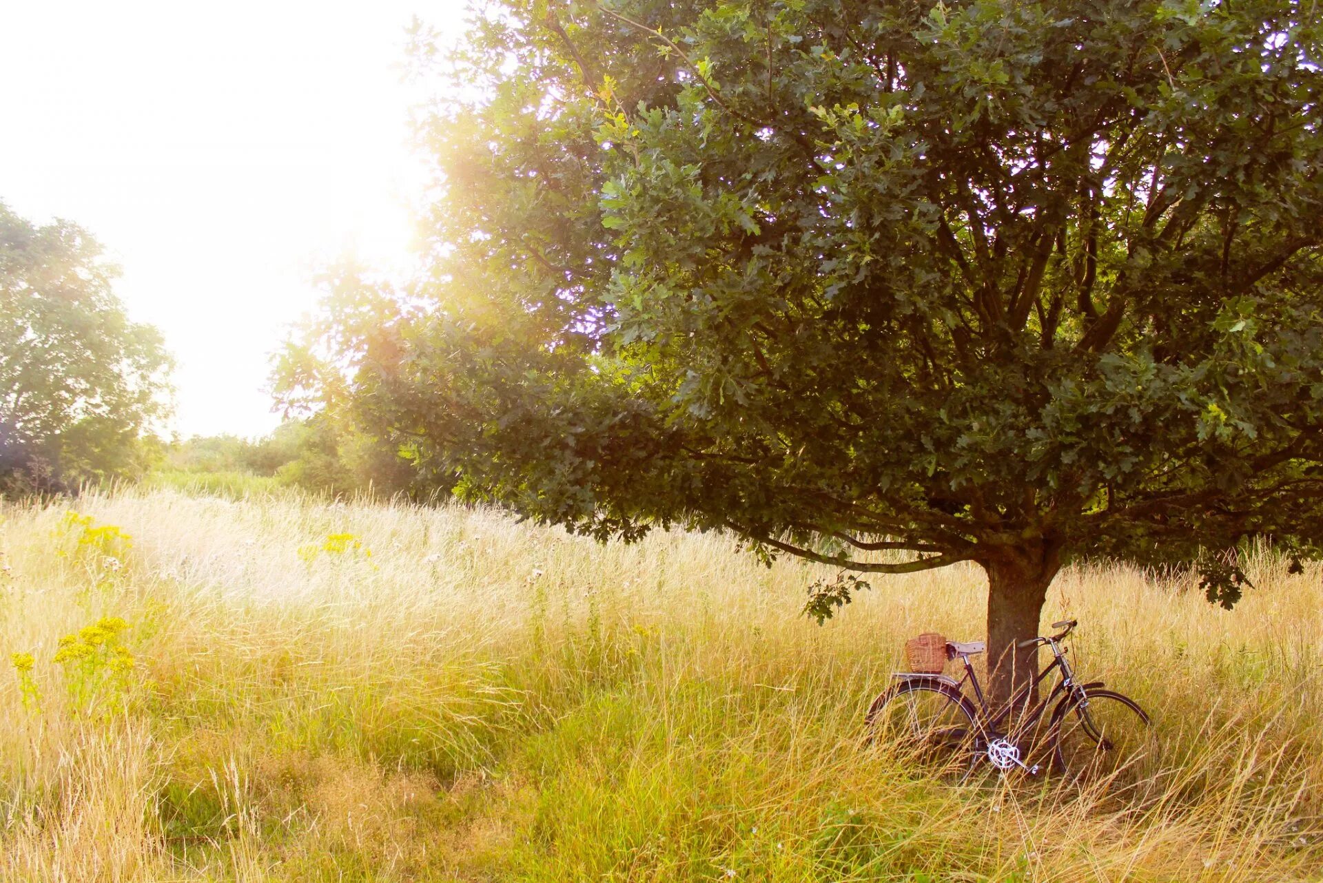 День поде. Поляна с деревьями. Полянка под деревом. Дерево на Поляне. Велосипед под деревом.