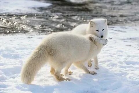 Only arctic