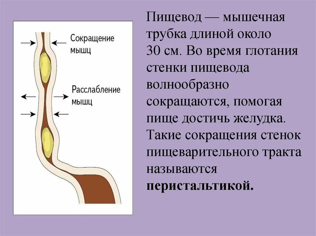 Пищевод это мышечная трубка. Пищевод трубка длиной. Мышечная стенка пищевода. Мышцы пищевода.